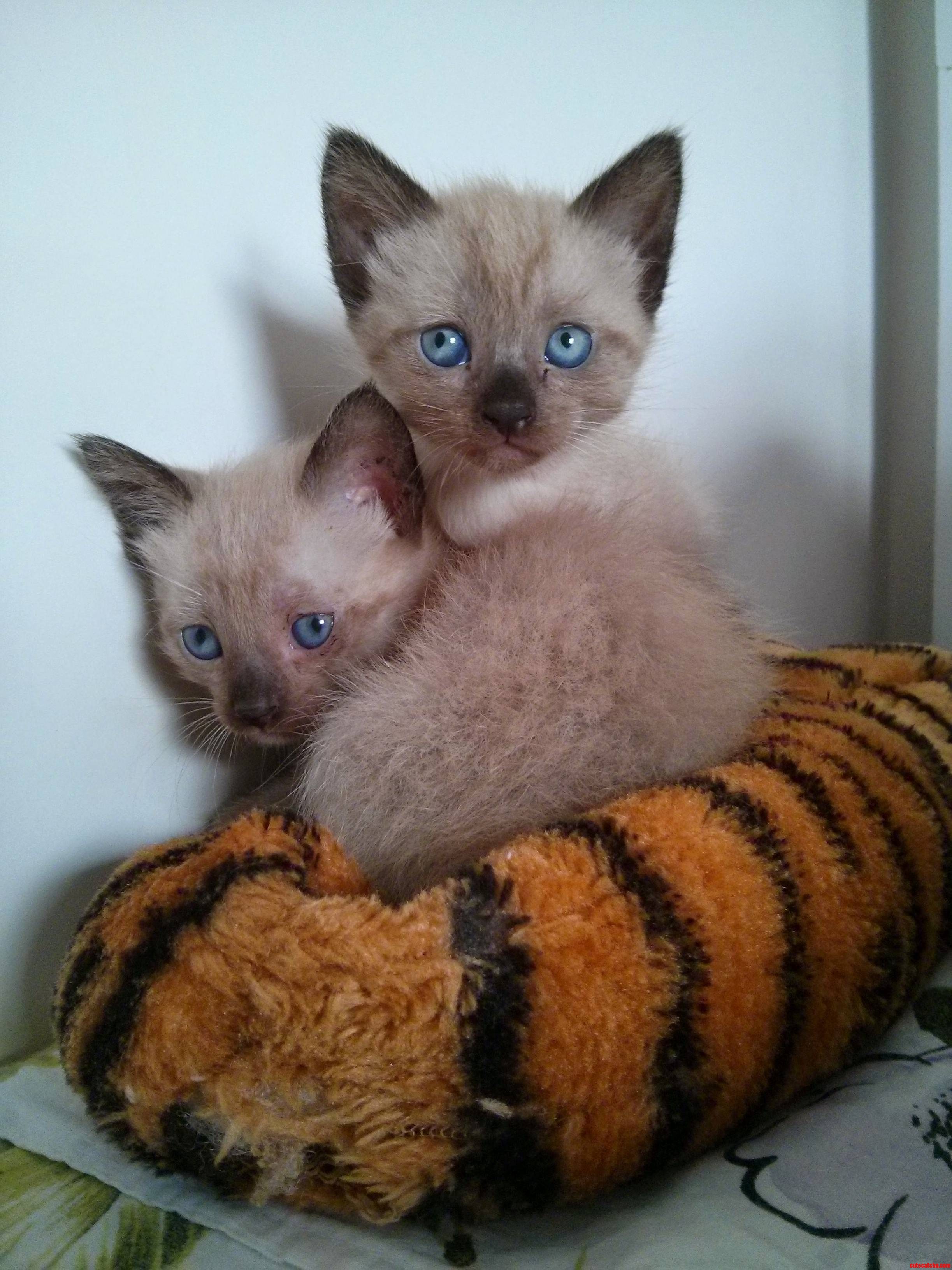 Ob-la-di Ob-la-da My Twin Kittens.