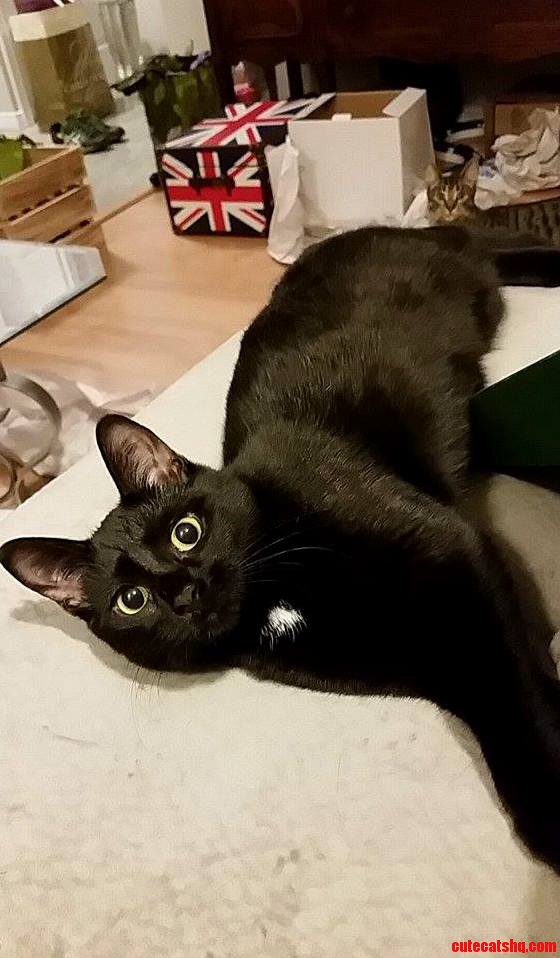 One of My Cats Photobombed the Other Very Sneakily Tonight.