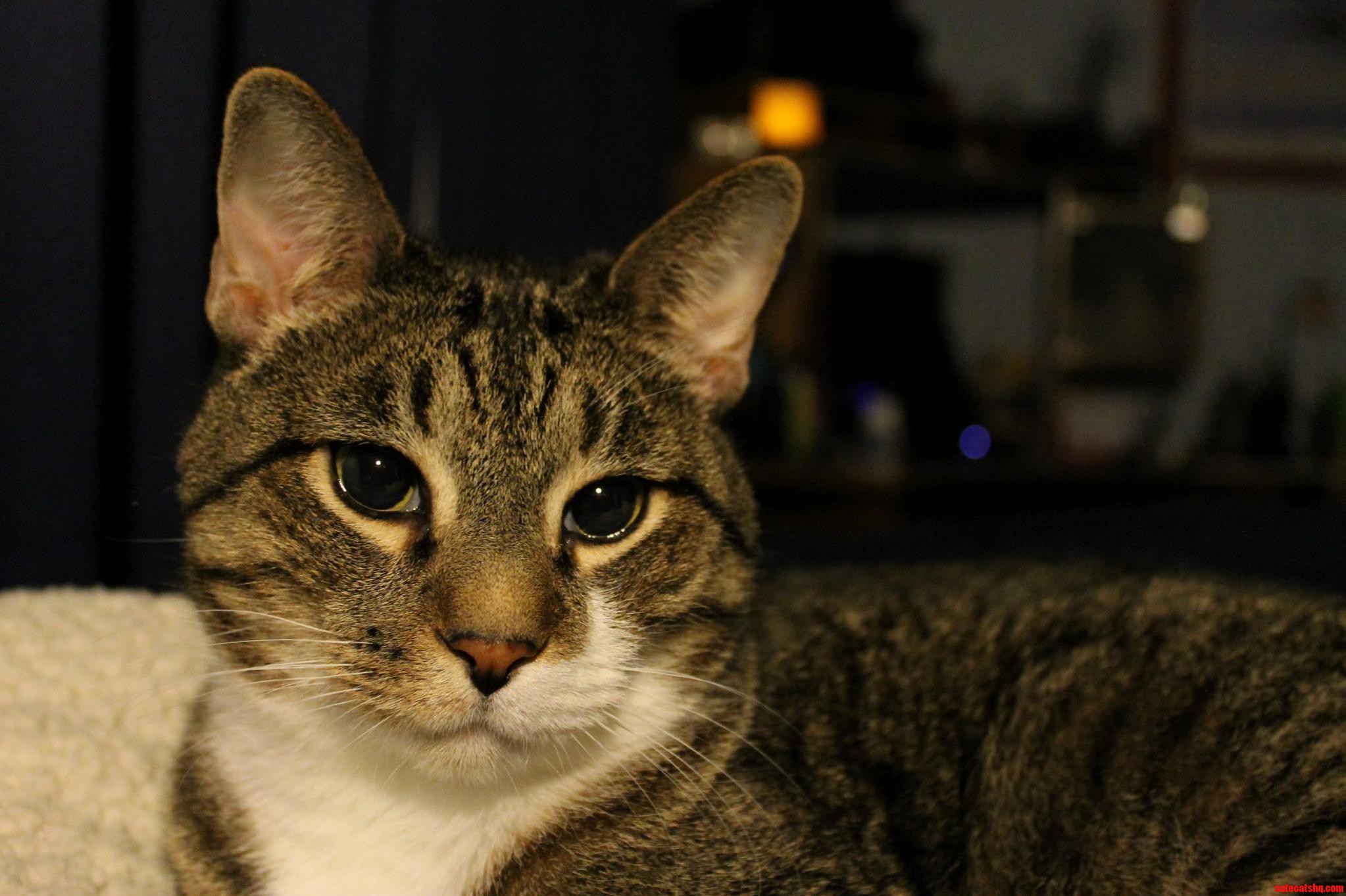 One of the First Pictures I Took with My First Dslr Was of Our Oldest Dexter.