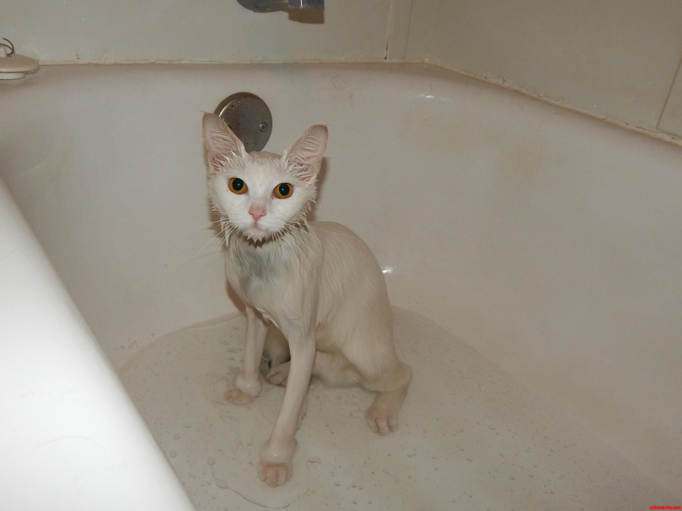 One of the Joys of Owning a White Cat That Likes to Spend Time Outside but Also Expects to Sleep on Your Bed at Night
