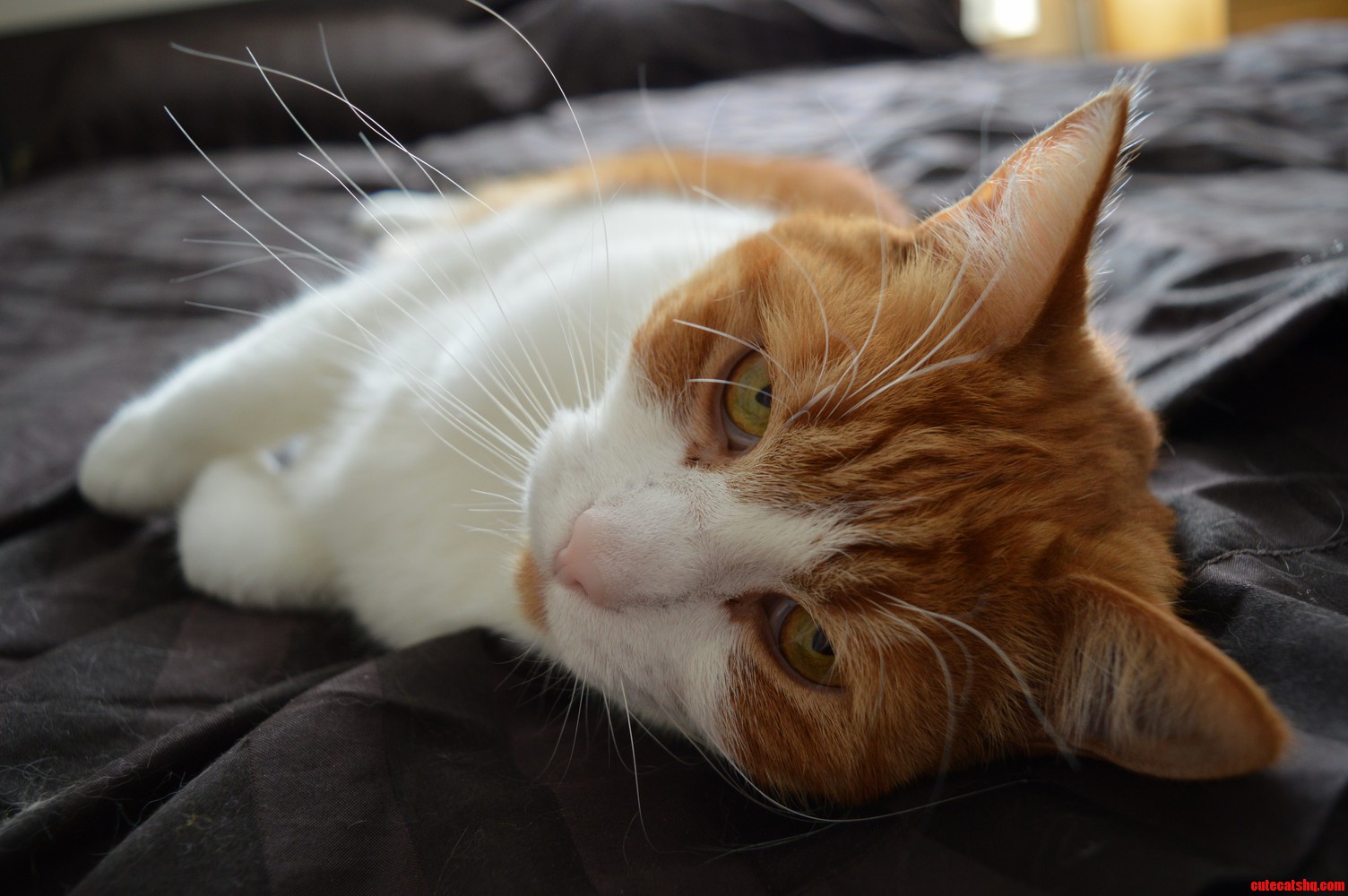 Oscar Not the Fatty of the House Anymore