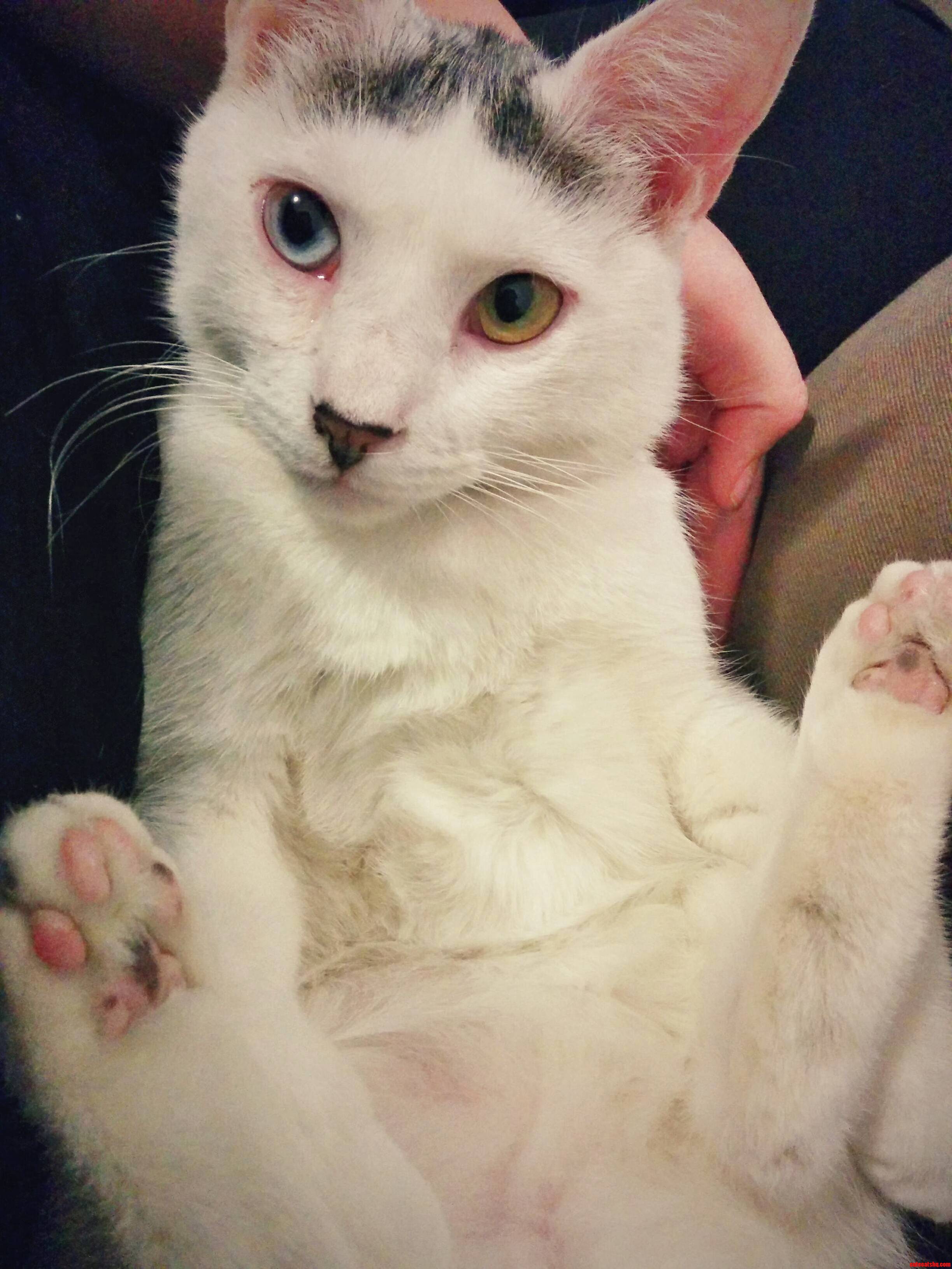Our Beautiful Turkish Van Rescue Has Heterochromia