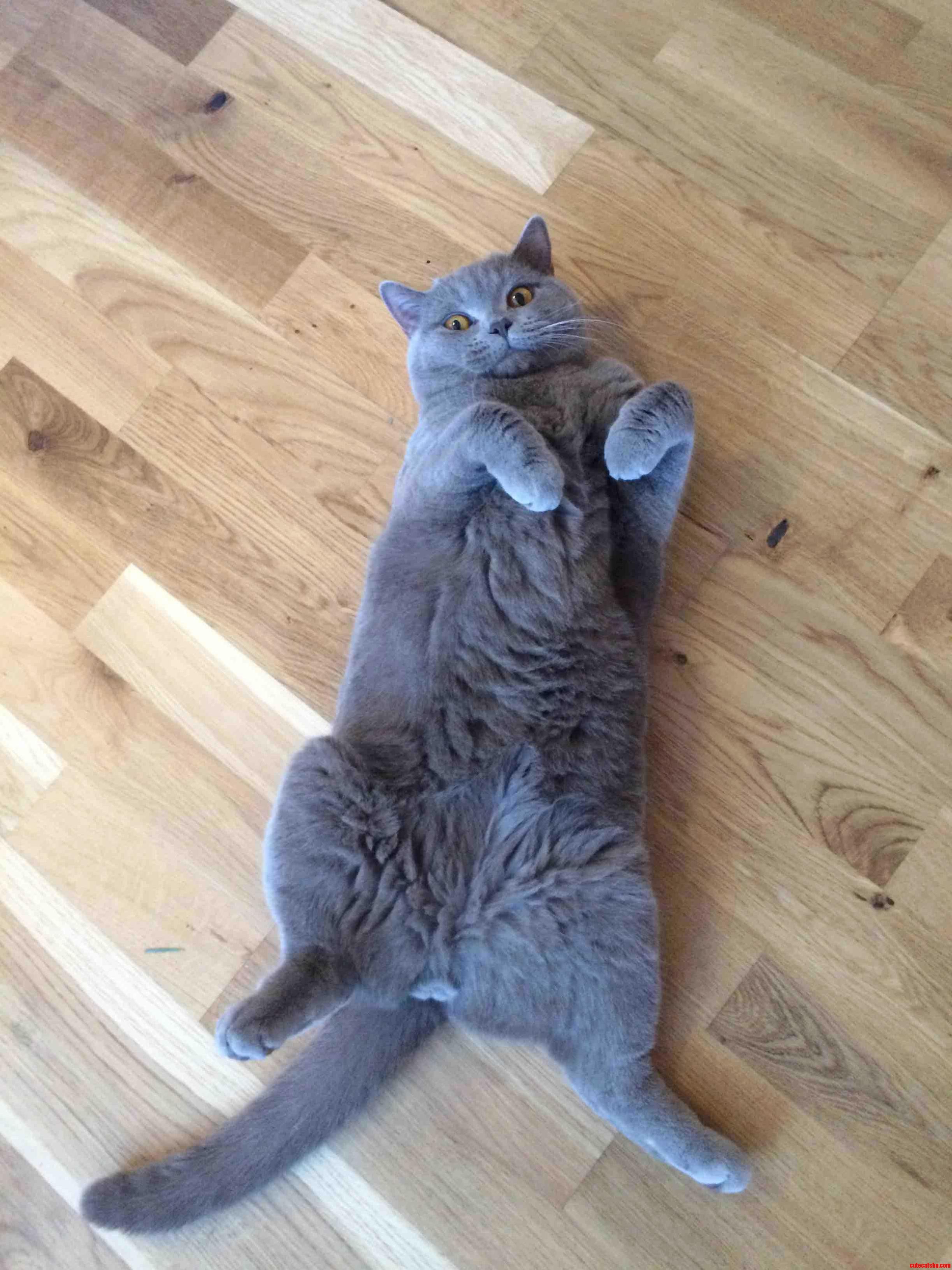 Our British Shorthair Freud