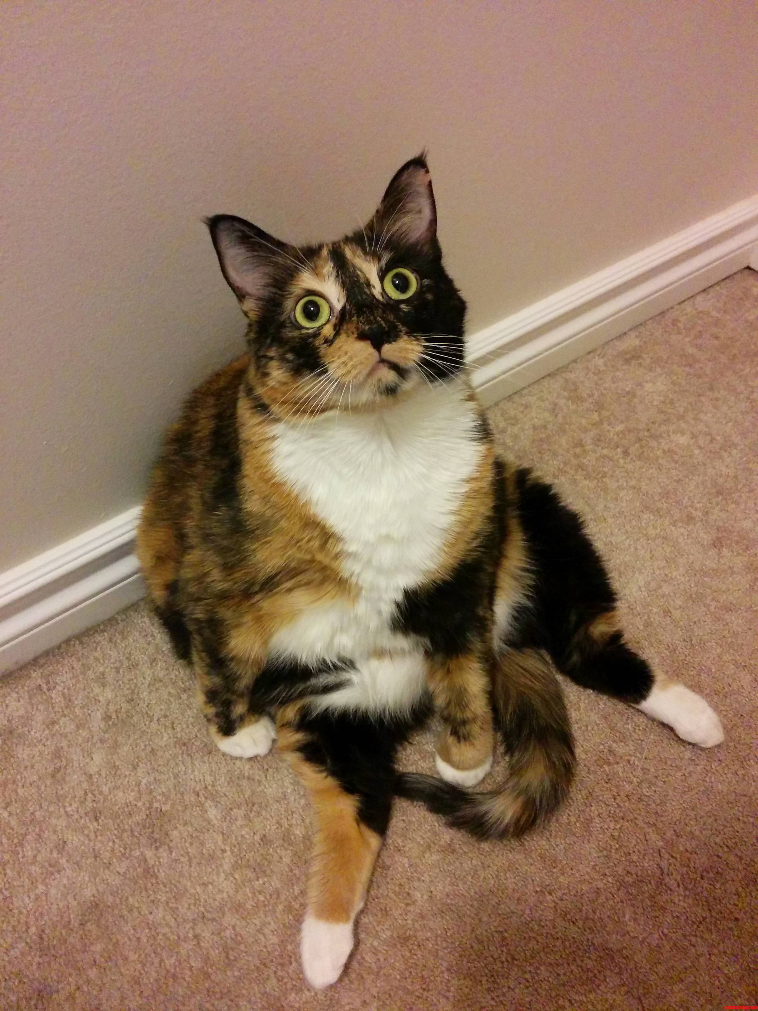 Our Calico Cheese.