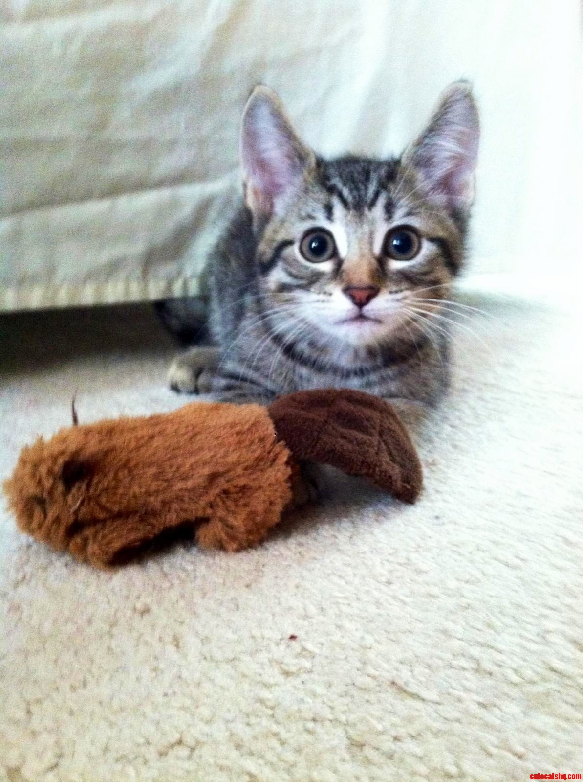 Our Cat the First Day We Had Him