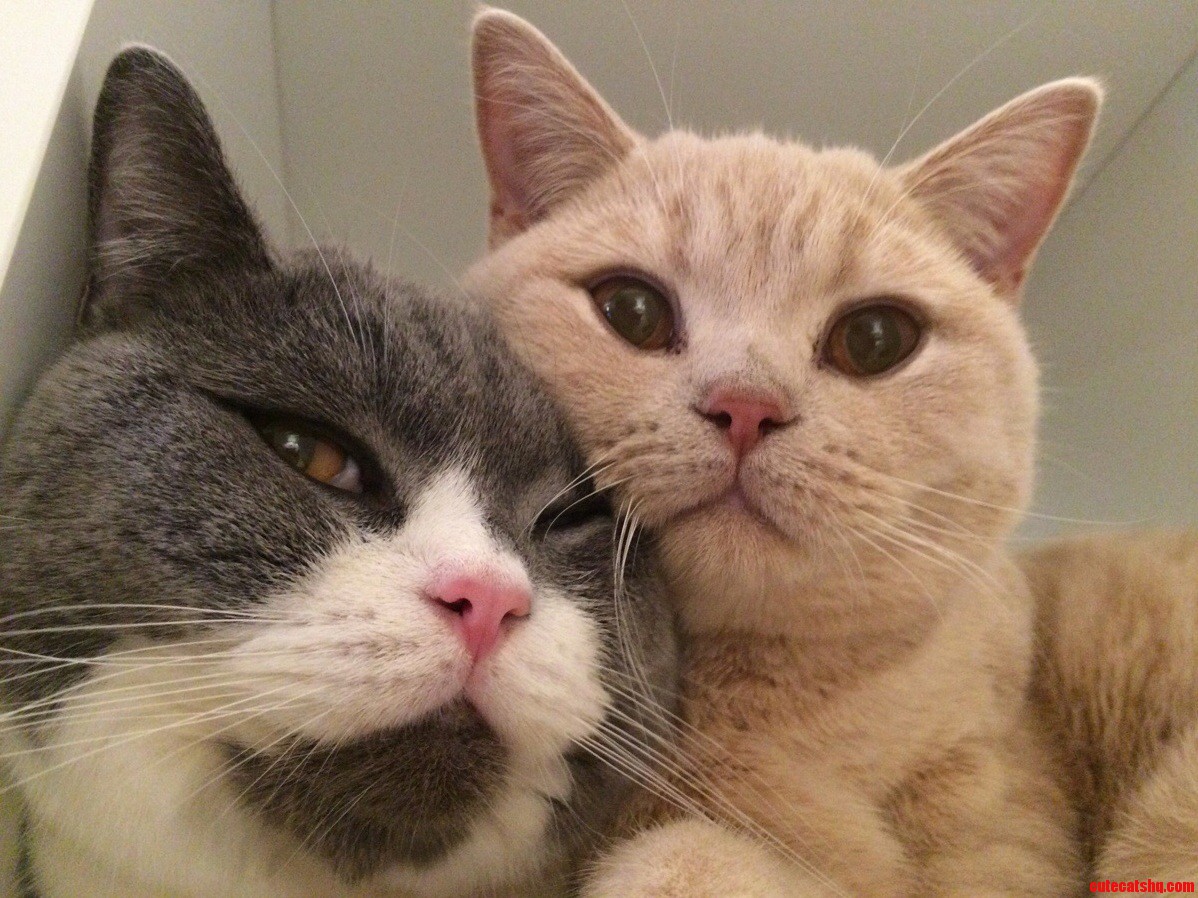 Our Cats Kimi and Jenson