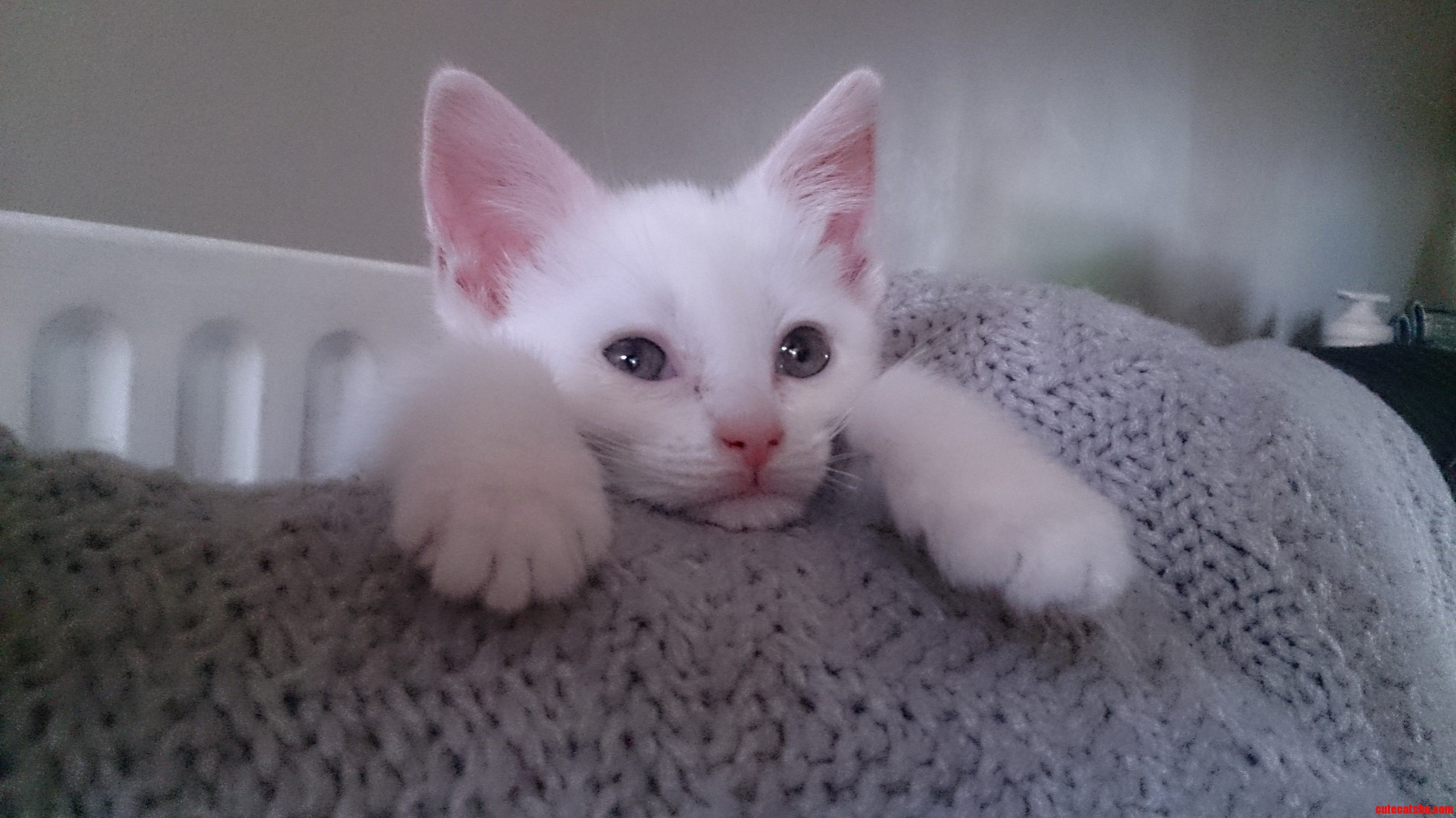 Our New Little Buddy Jim