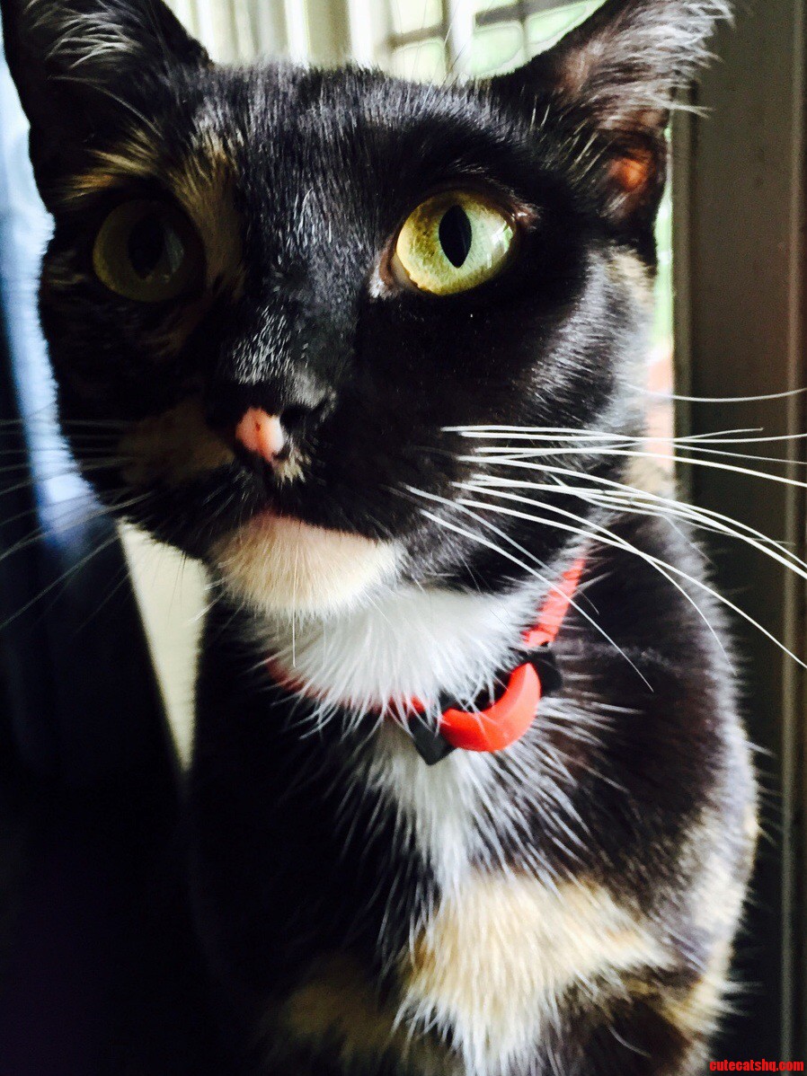 Our Rescued Cat Minou