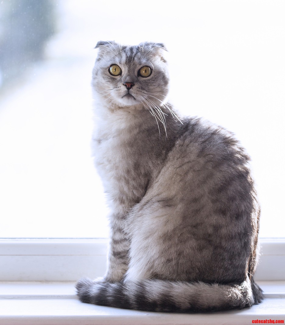 Our Scottish Fold Arwen. She Always Looks Spooked When Shes Just Alert.
