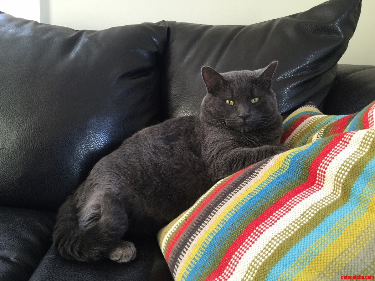 Paint Me Like Your French Cats