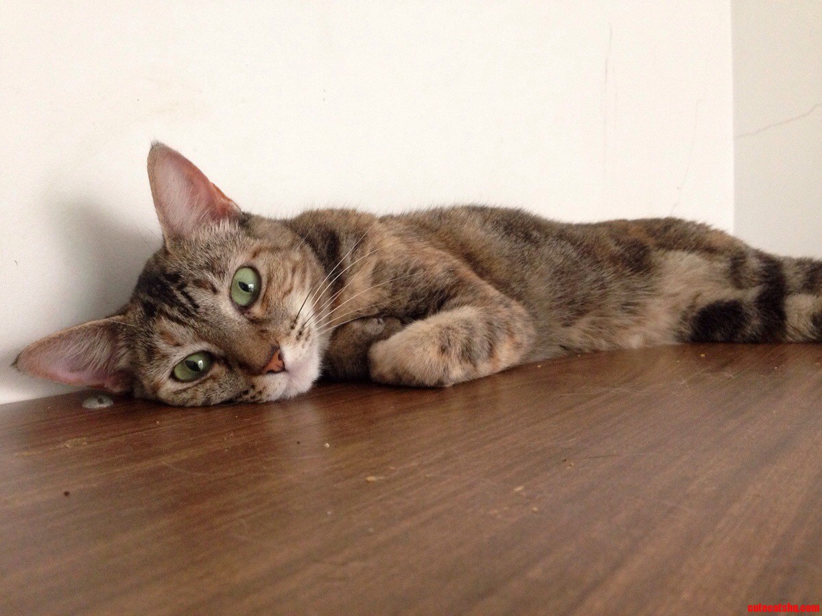 Pandora Is the Last Cat I Rescued. Shes the Number 9