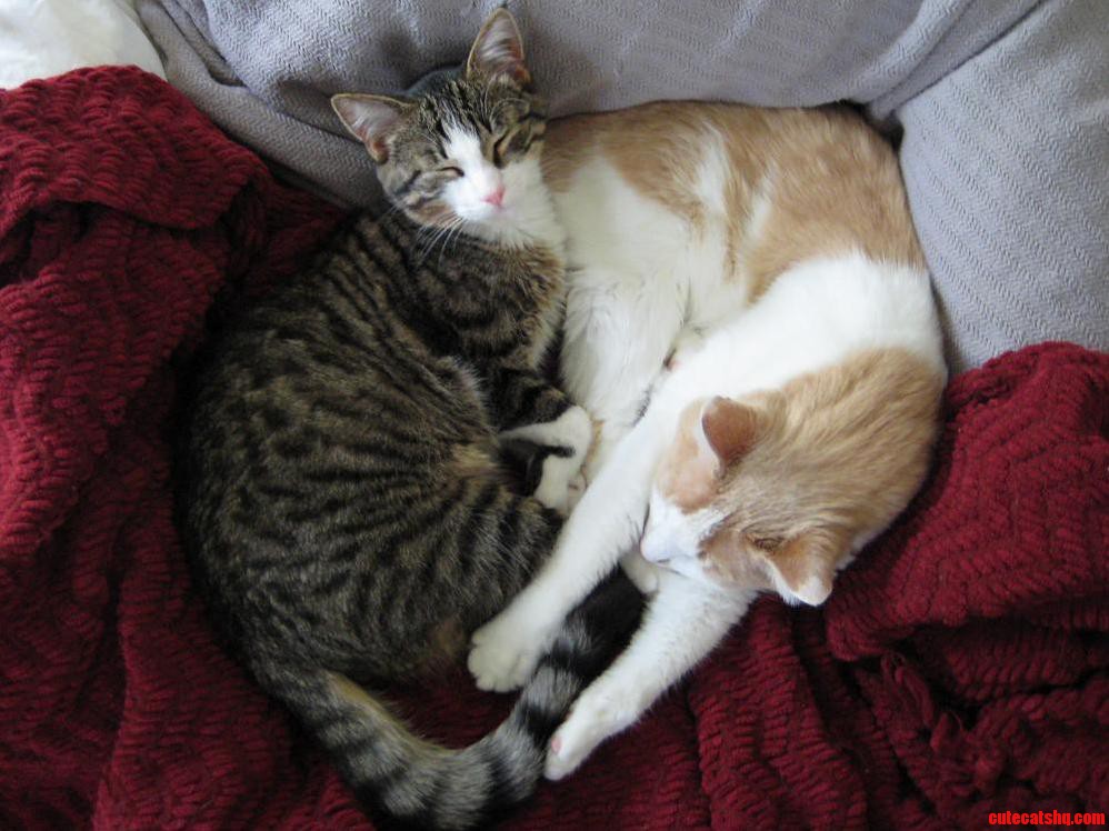 Parker Is Slowly Winning Over the Big Kitties