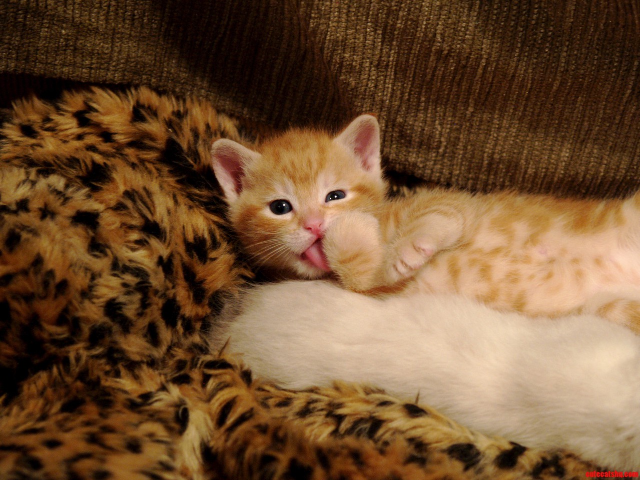 Paw-licking Good
