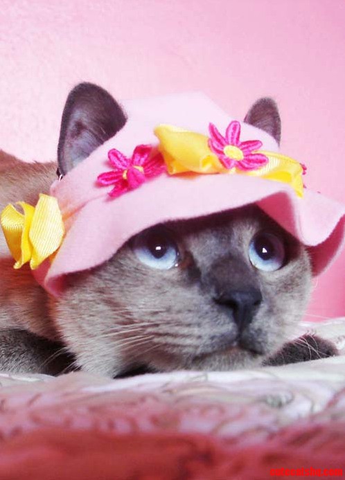 Peluchomsky and My Little Pony Hat. Is Not My Baby Cute