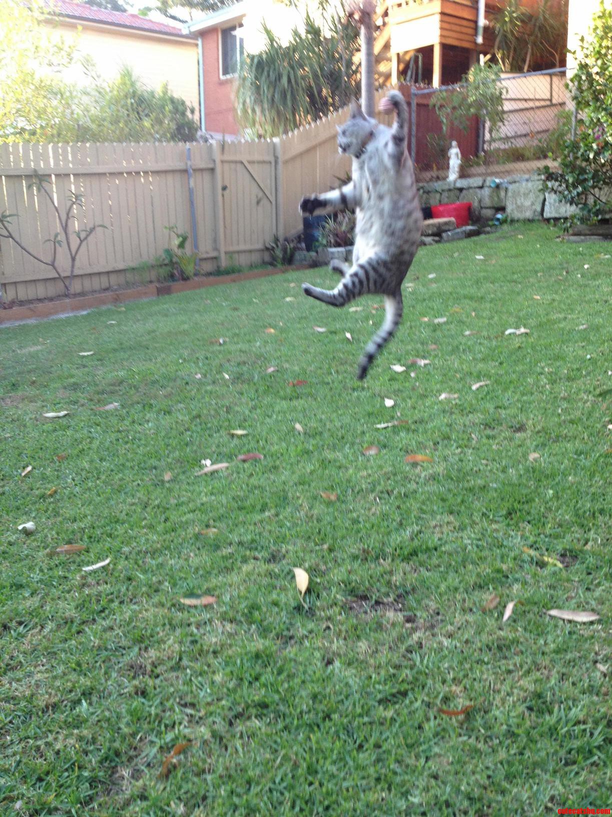 Pennys Classic Catch