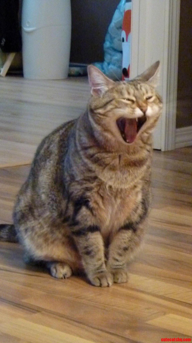 Perfectly Timed Yawn
