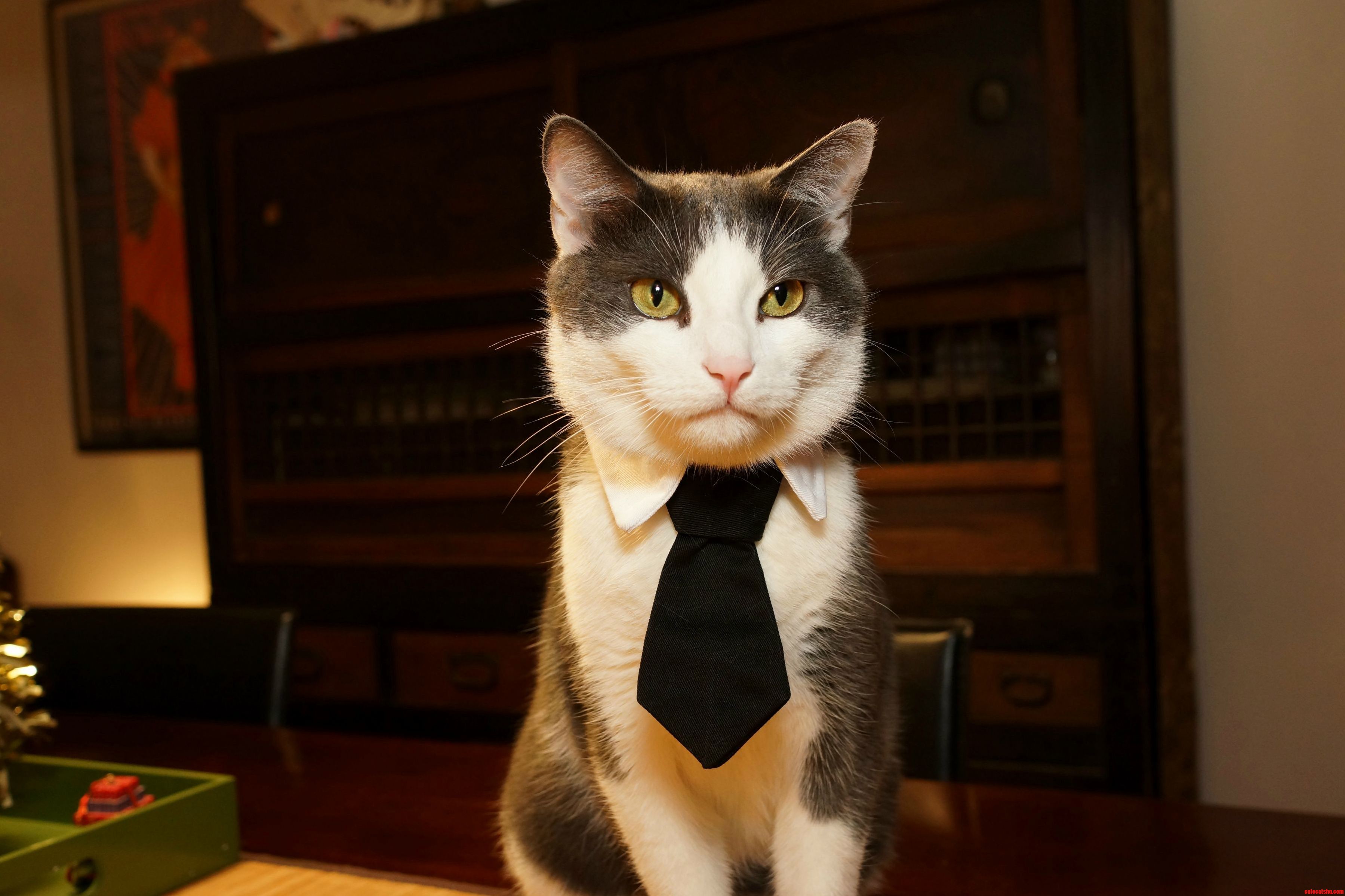 Peter Is Dressing Up for New Years Eve