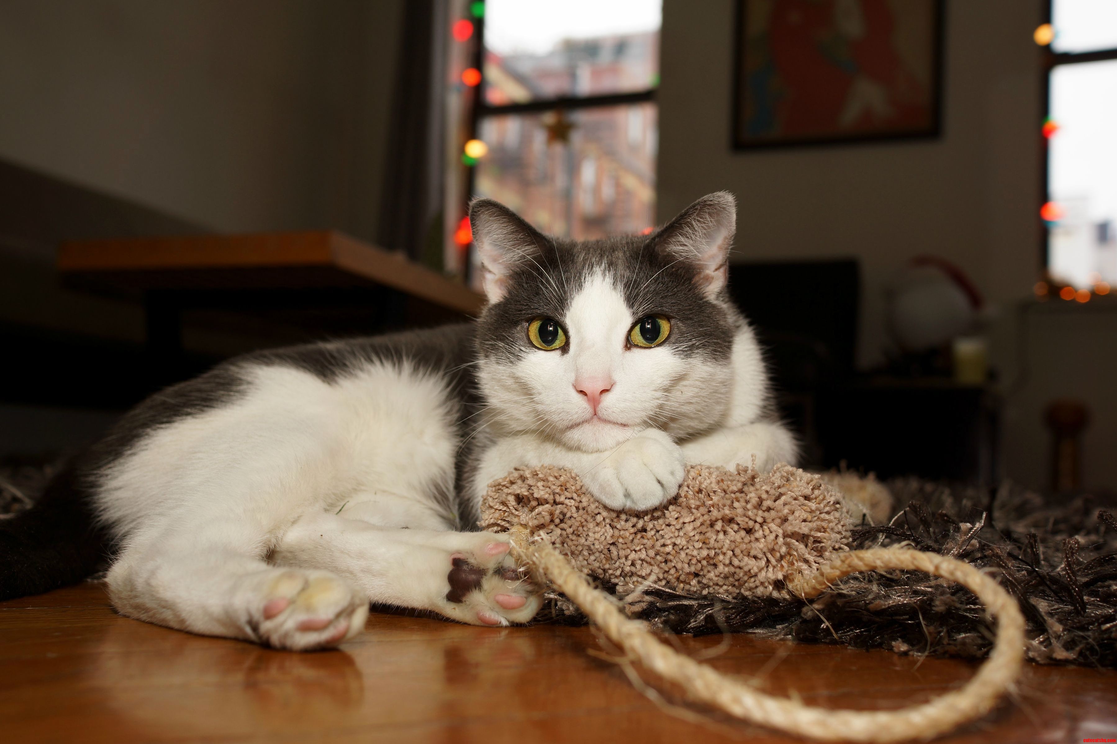 Peter Relaxing with His Scratchboard