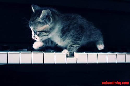 Piano Four Paws. Carefully.