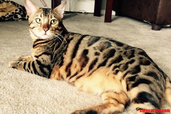 Please Help a Cat Who Desperately Needs Help