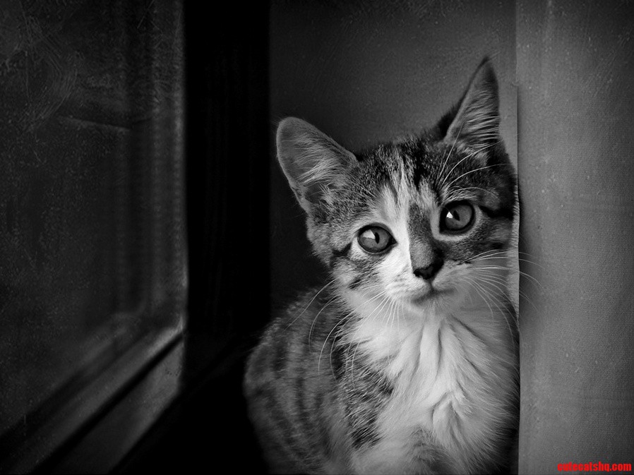 Portrait of a Cat