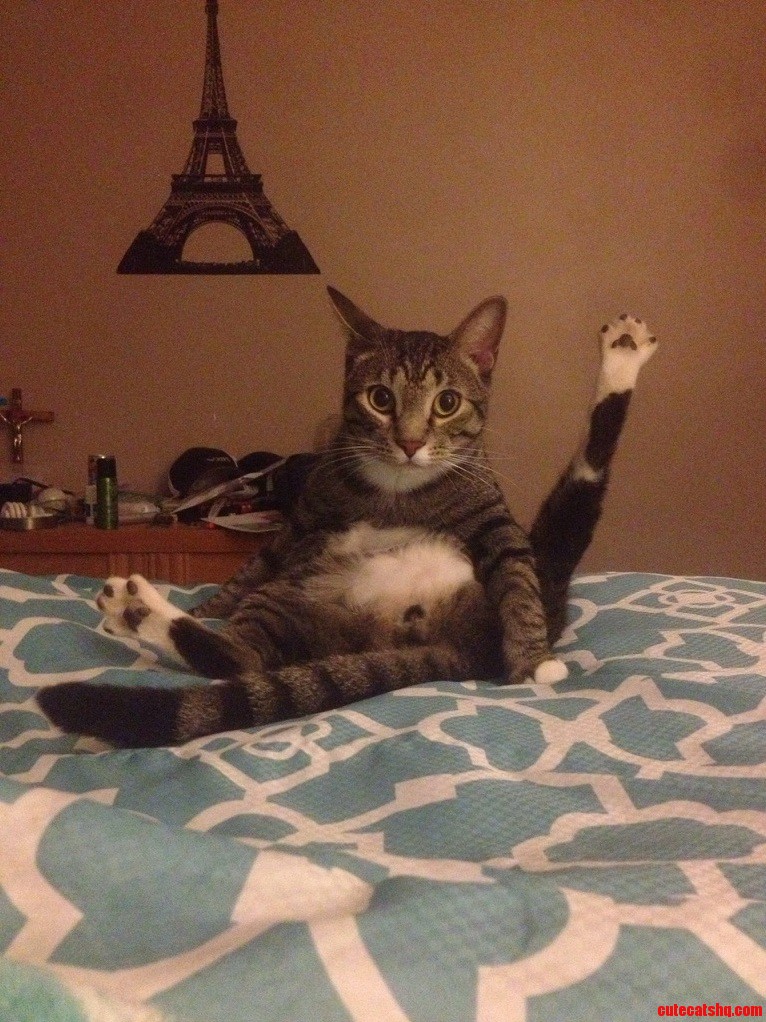 Pretty Sure This Is the Funniest Picture of My Cat Ever