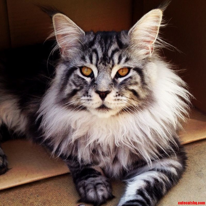 Repost Whose Cat Is This Its Gorgeous.