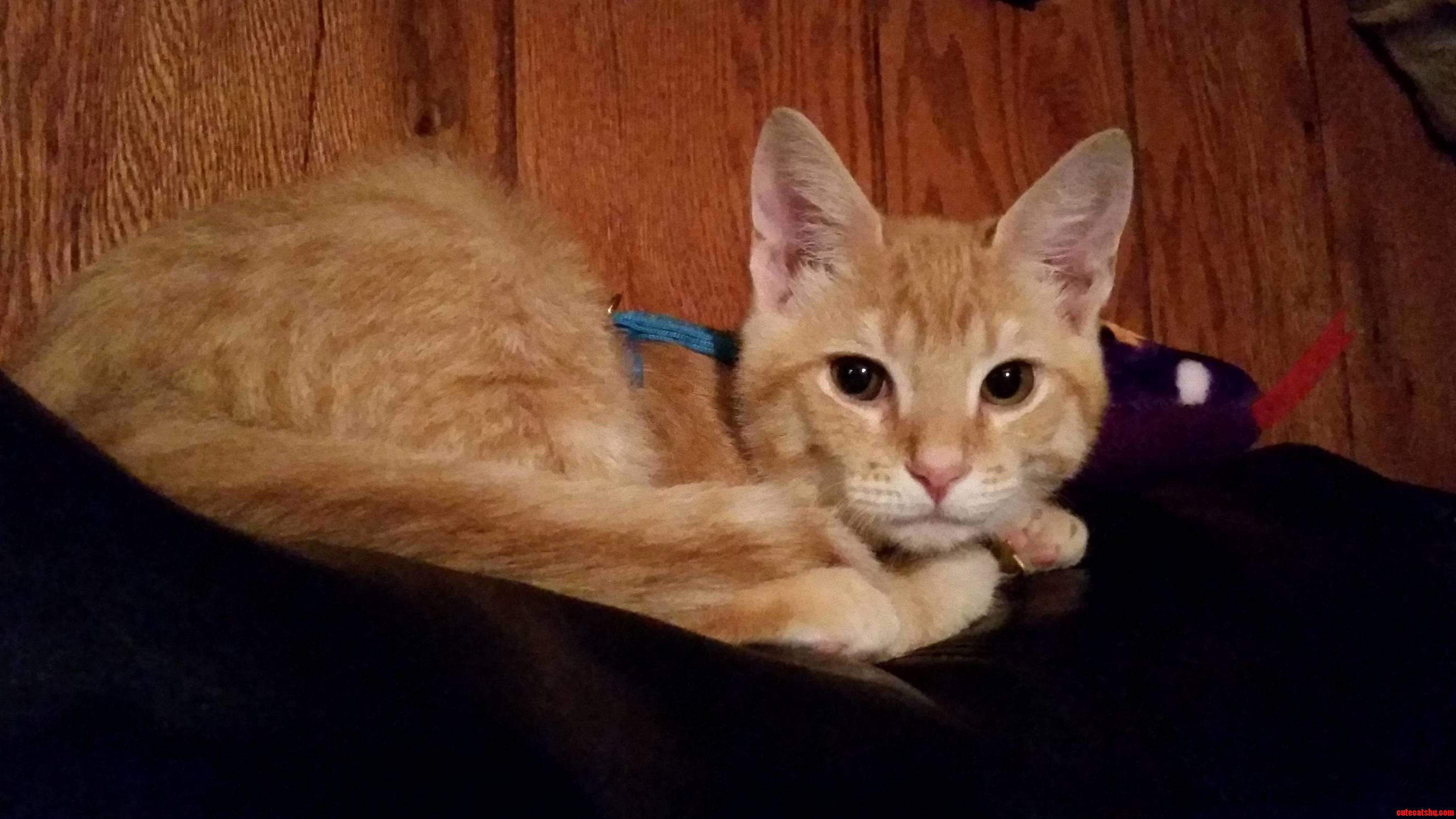 Rusty