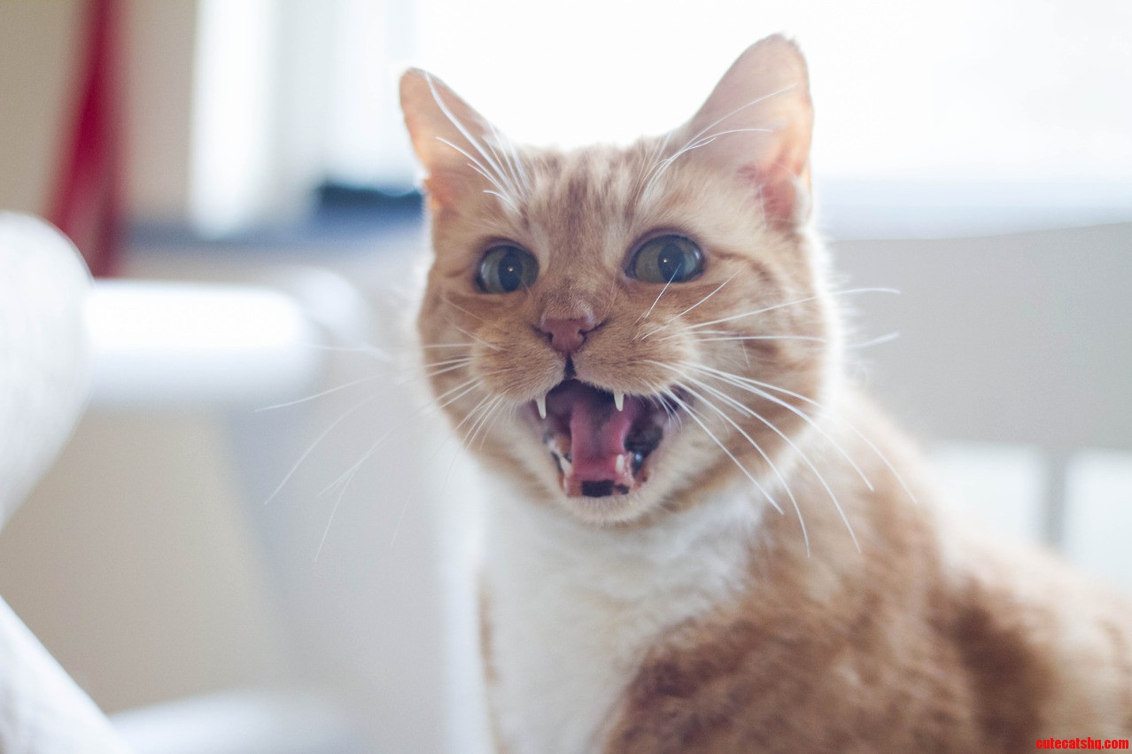 Said My Goodbyes to My Grace-face This Morning. Have Fun Annoying Everyone Wherever Kitties Go. 3