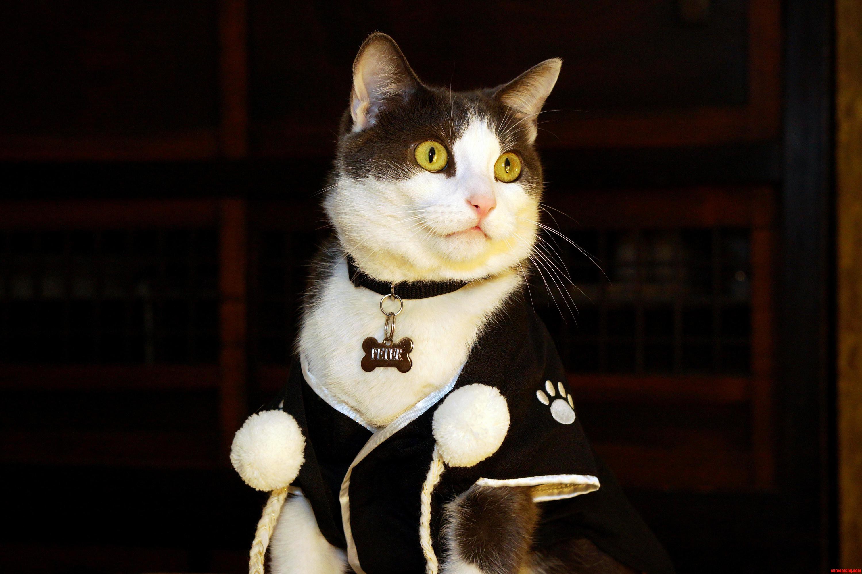 Samurai Cat Peter May Kill Us in Our Sleep for Making Him Wear This
