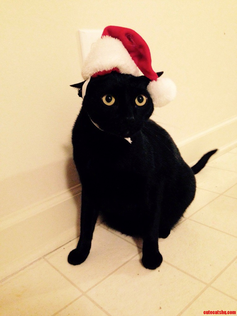 Santa Kitty