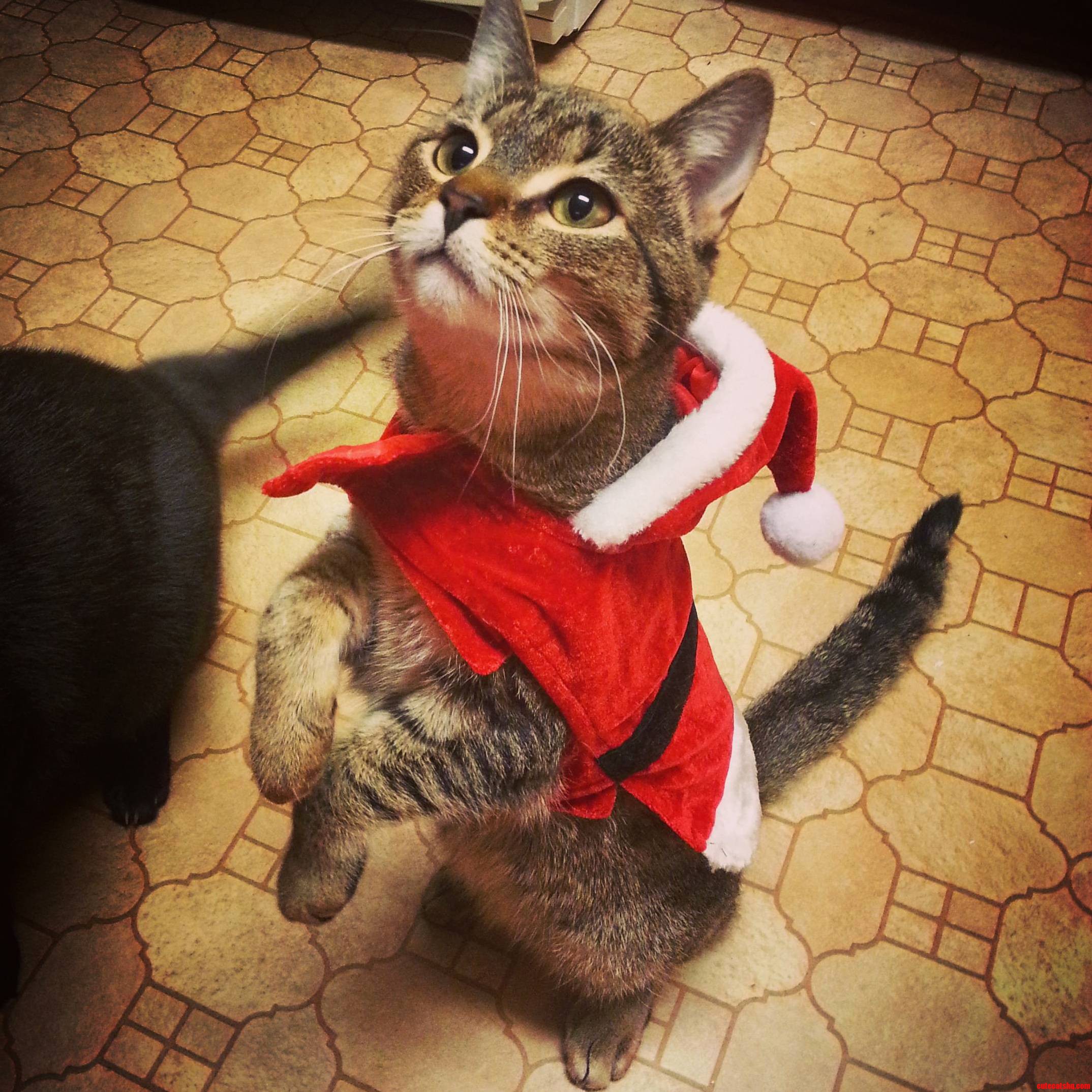 Santas Little Helper
