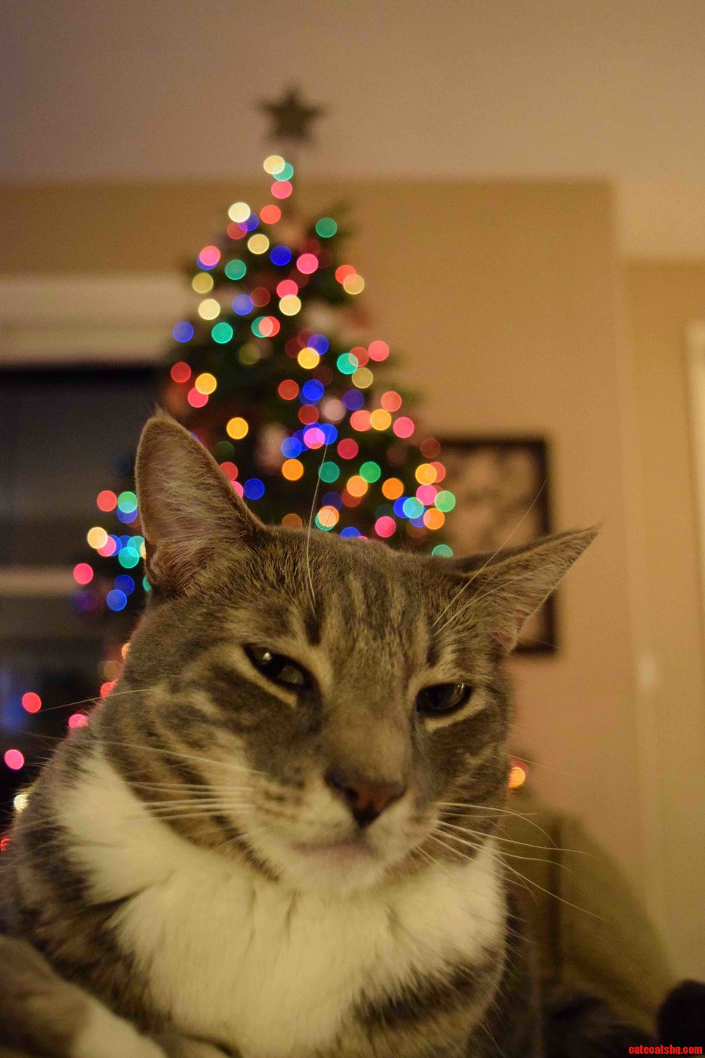 Scrooge Mccat