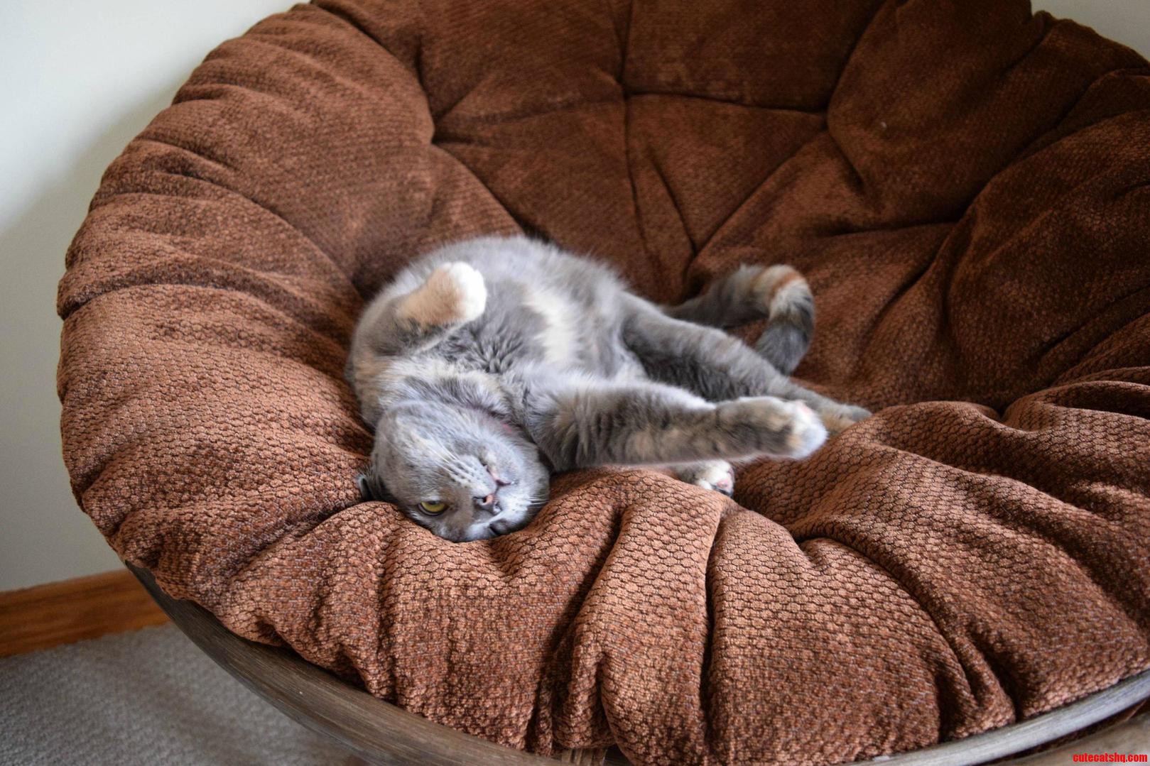 She Always Flops Over When I Come Visit Her in Her Napping Chair