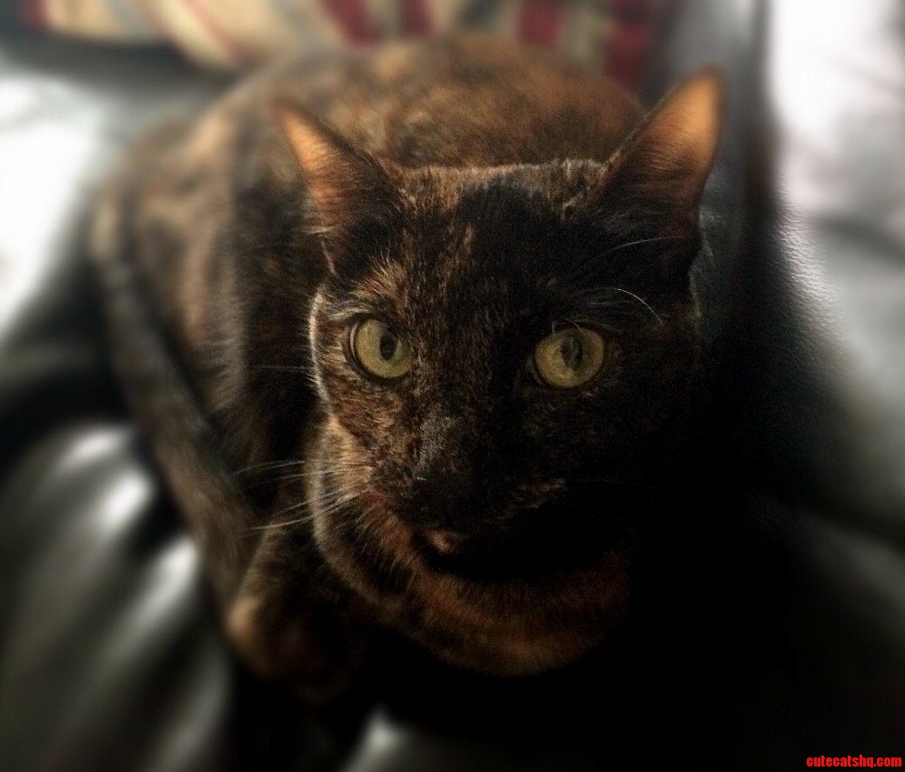 She Always Steals My Seat but How Can I Be Mad at That Face