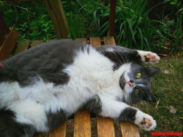 She Has the Fluffiest Belly That Ever Wanted Rubbed