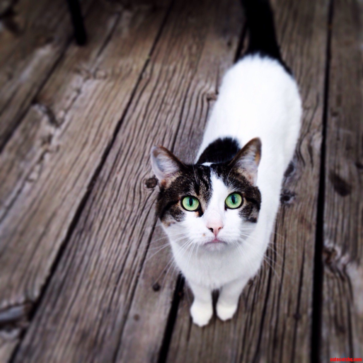 She Has the Most Beautiful Green Eyes