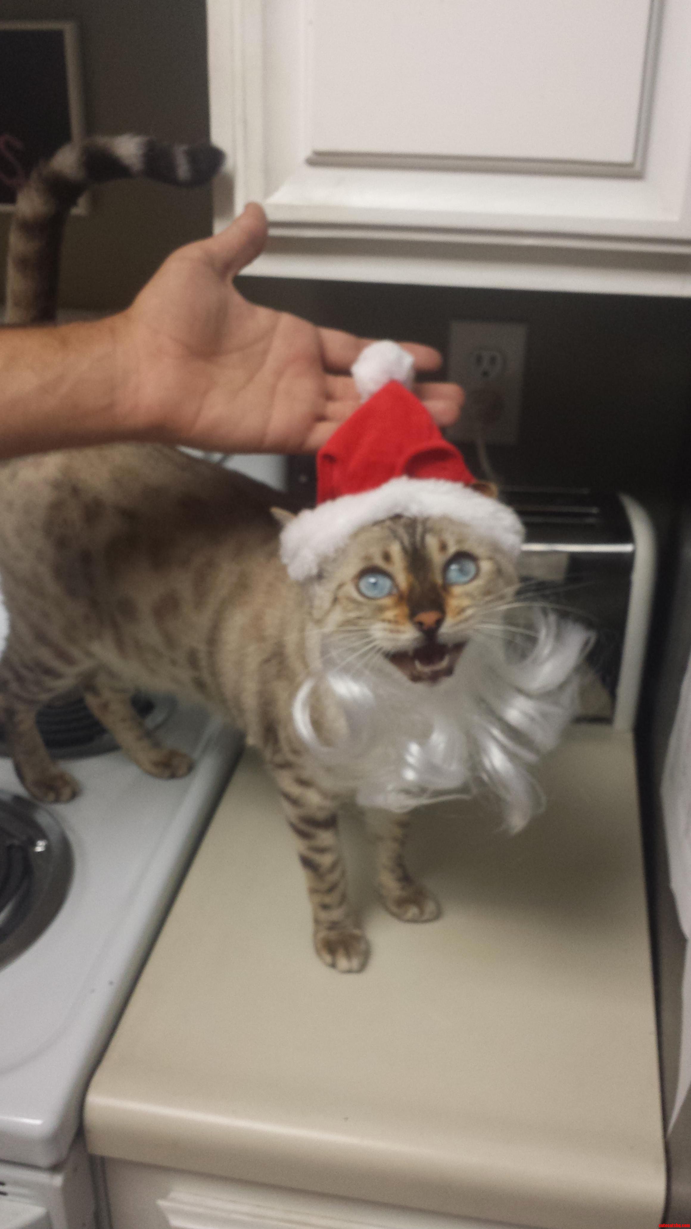 Sia Wanted in on the Holiday Fun