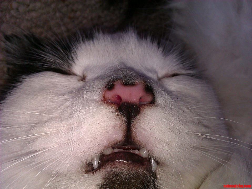 Sleeping Beauty