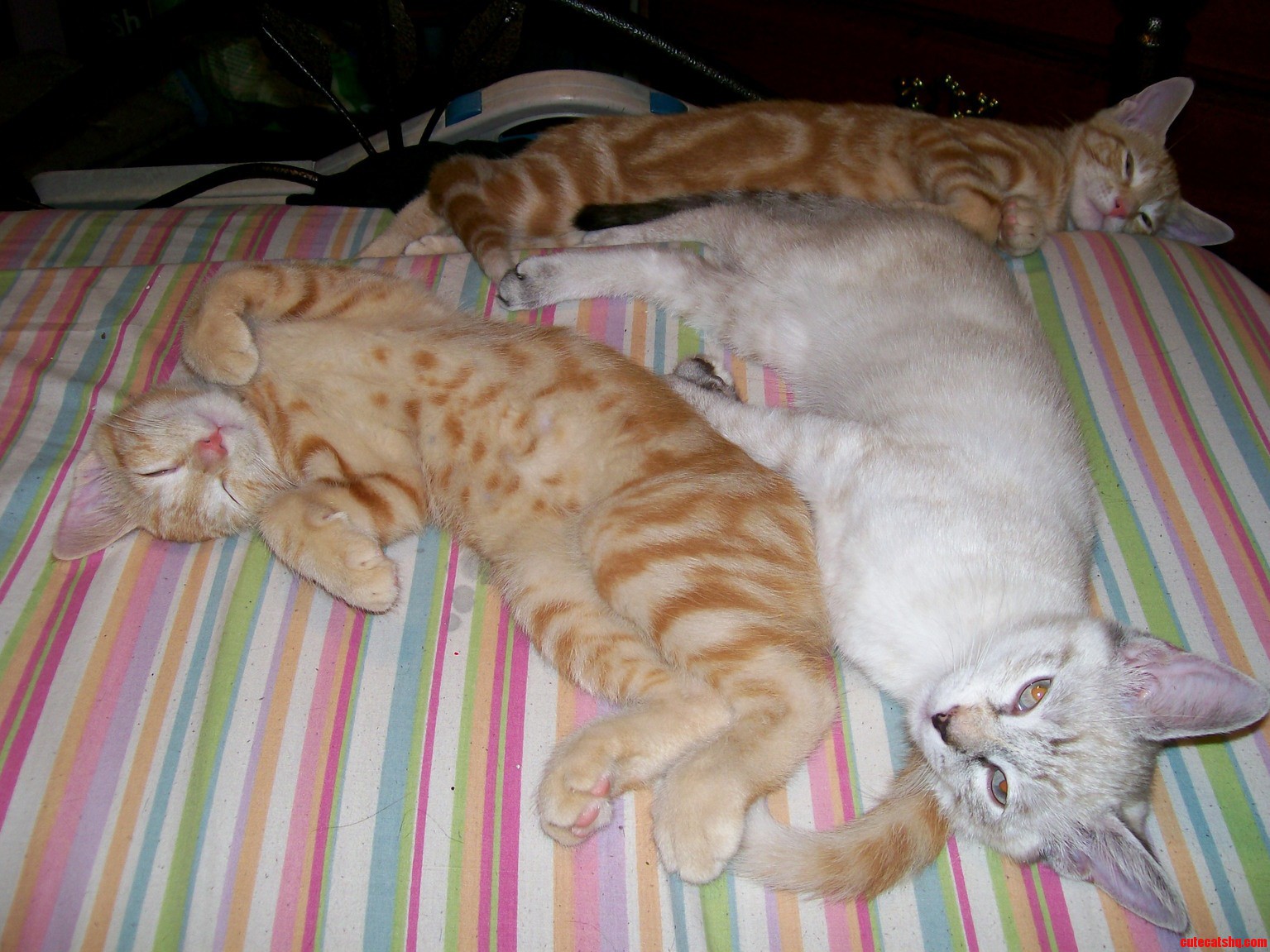 Sleepy Kittens