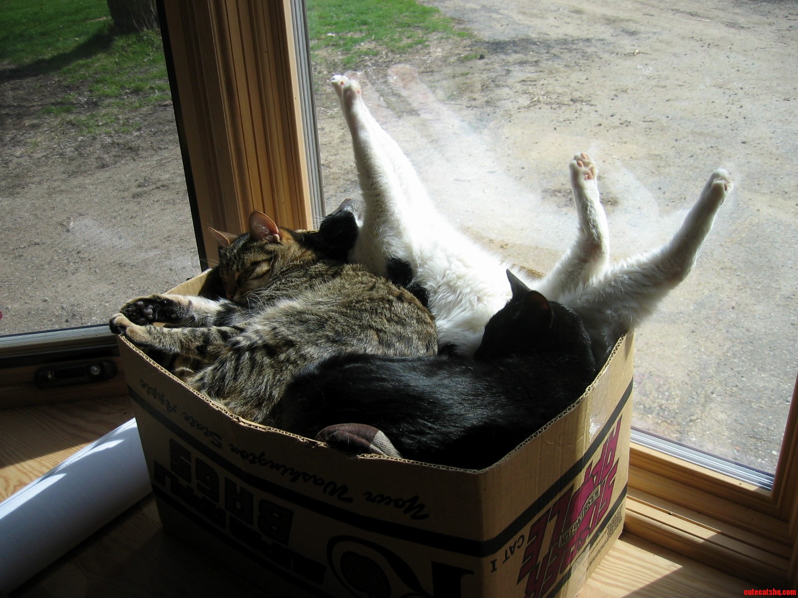 So Guys What Do We Do with These Spare Cats