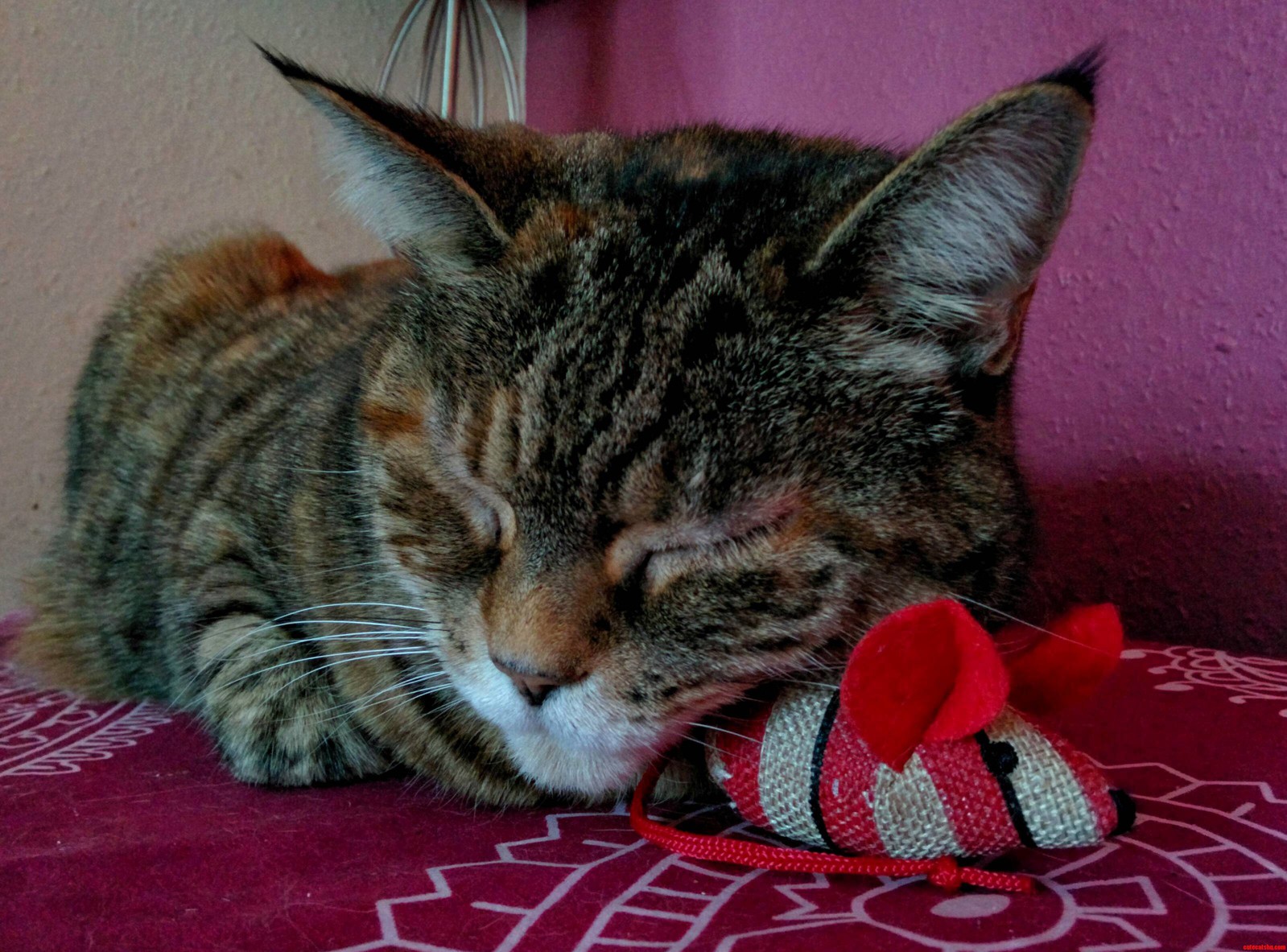 Someone Loves Their New Toy.