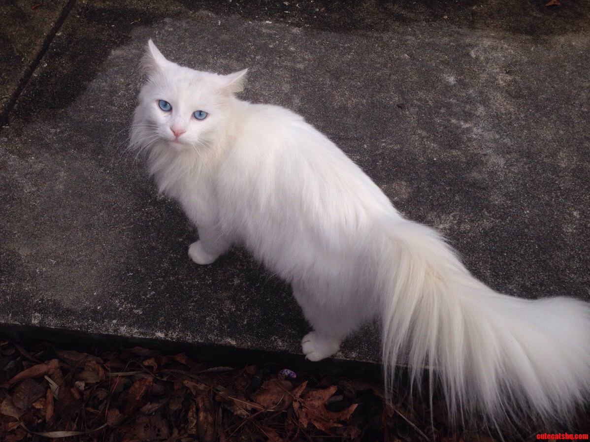Someone Tried to Steal This from Me Recently So I Thought It Might Be Worth Resharing. a Deaf Beauty.