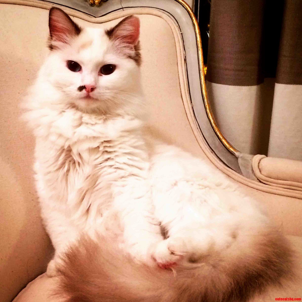 Stella Being Her Regal Self.