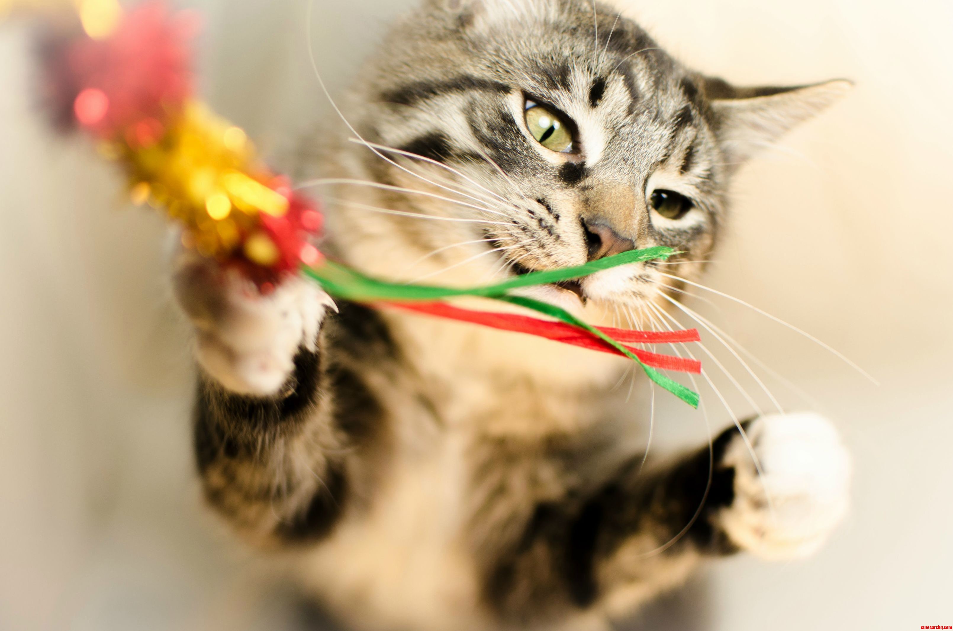 String Toy Time Gets Pretty Serious Around Here..