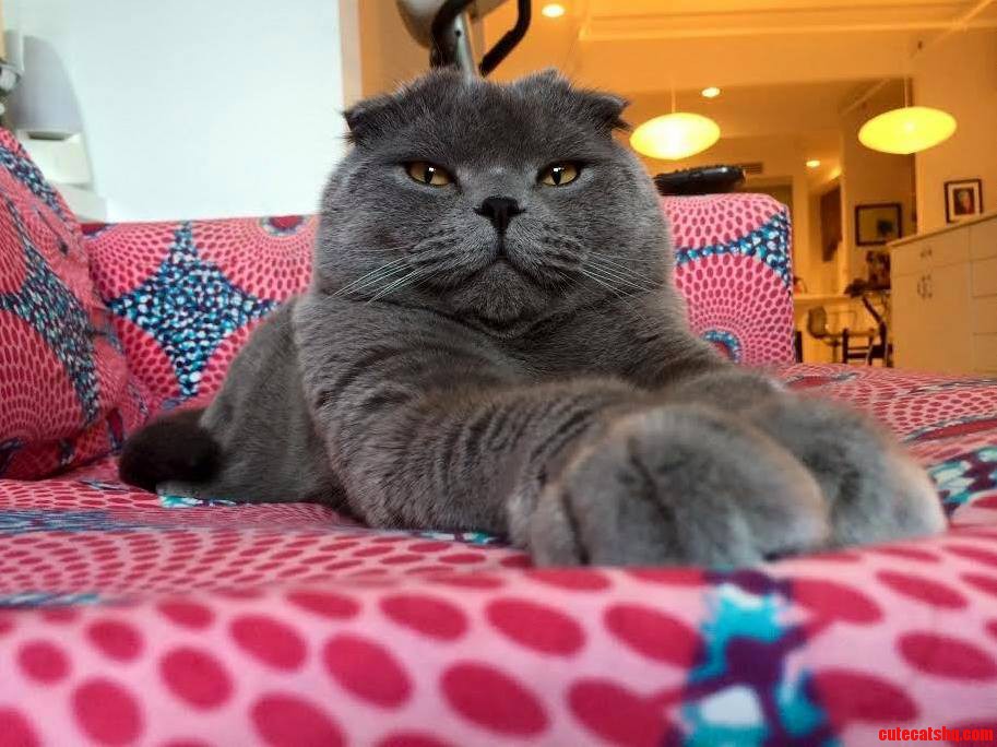 Super Kitty Evil Genius D