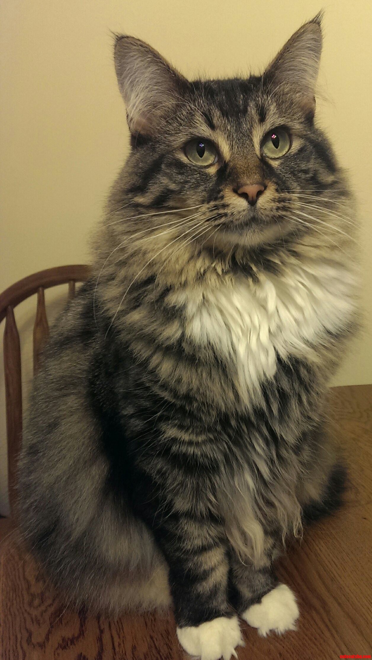 Teslas Winter Coat Is Coming in Nicely