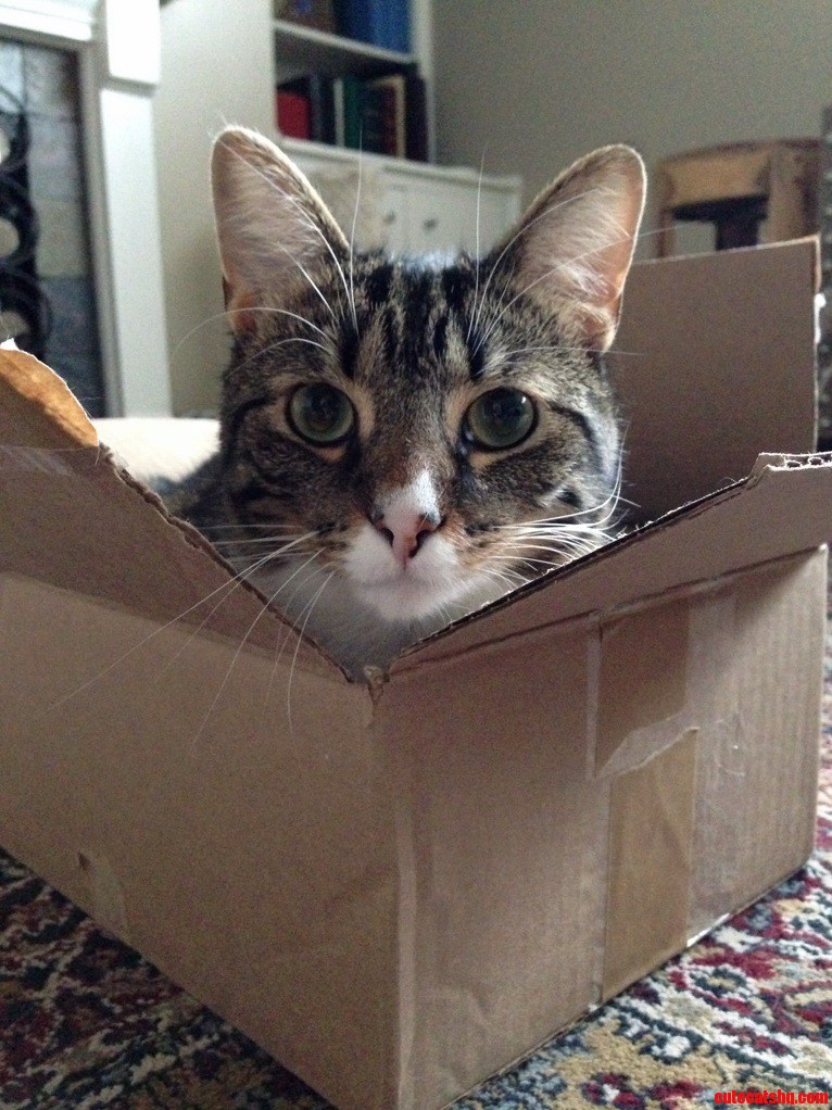 The Cat Trap Worked