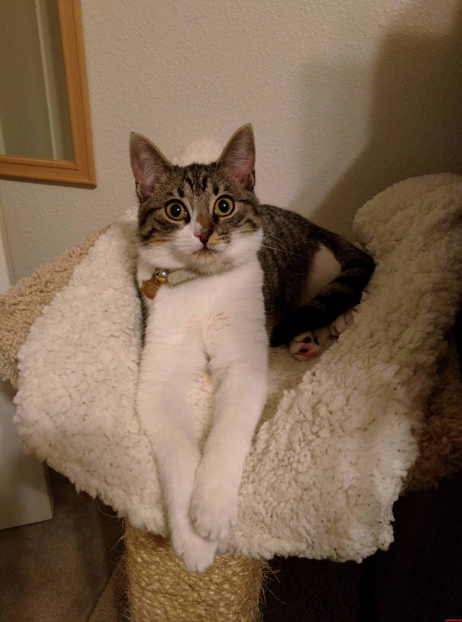 The Derp Is Strong with My Girlfriends Cat...