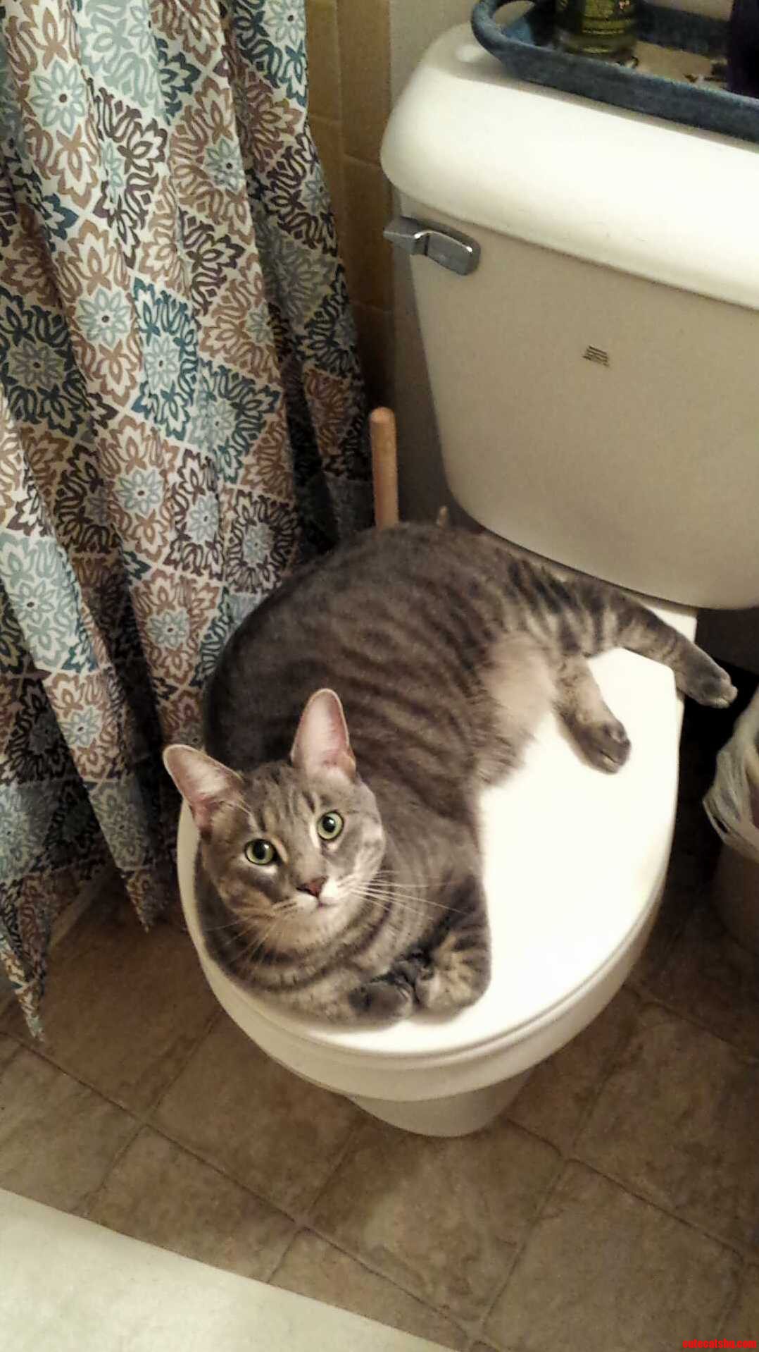 The King and His Throne